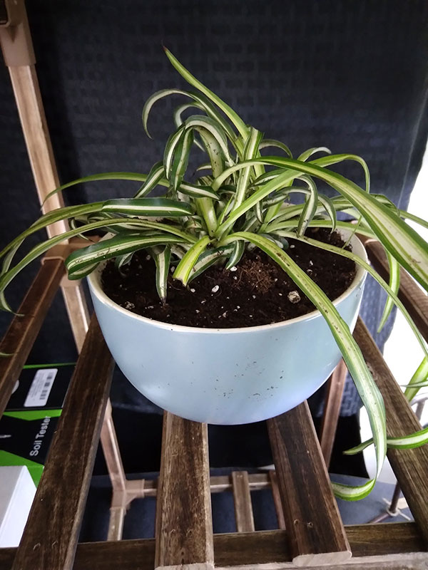 curly spider plant