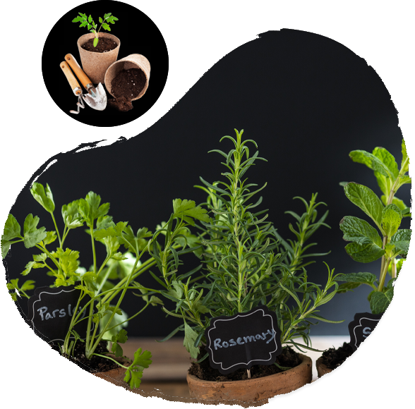 herb gardening