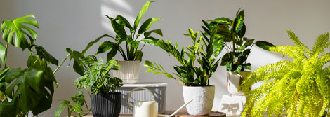 indoor plant garden