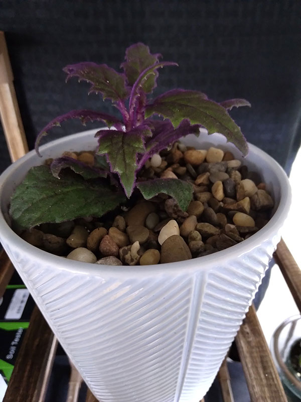 purple passion plant