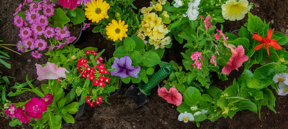 flower bed maintenance