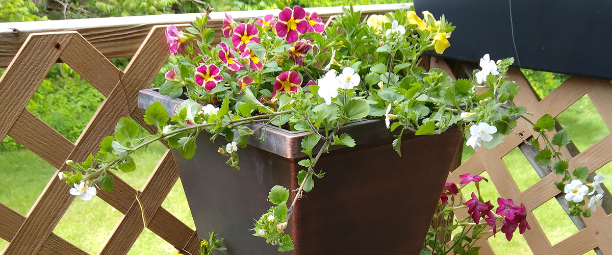Small-space garden with flowering containers and beginner-friendly plants