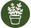 indoor houseplants